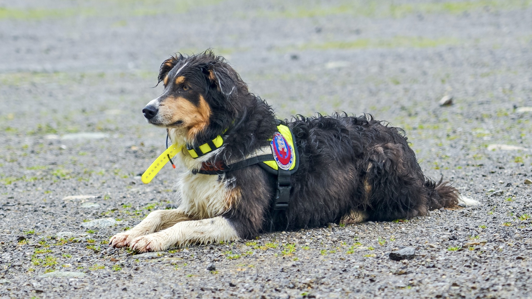 kynologicka rallye memorial stefana zavackeho 